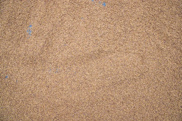 Golden Dry Paddy Seme Texture Sfondo Vista Naturale — Foto Stock
