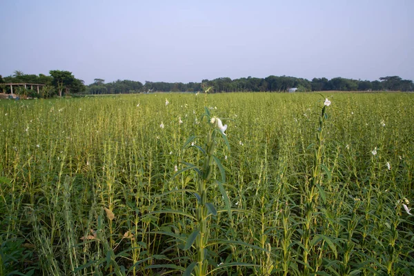 stock image Natural Landscape view of  Sesame  planted in the countryside  field  of Bangladesh