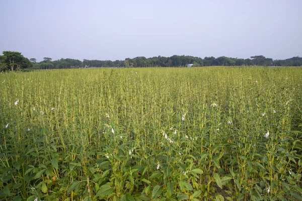 stock image Natural Landscape view of  Sesame  planted in the countryside  field  of Bangladesh