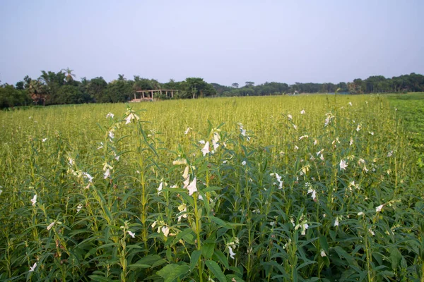 Krajobraz Naturalny Sezamu Zasadzonego Polu Wiejskim Bangladeszu — Zdjęcie stockowe