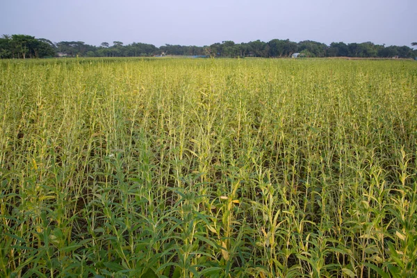 stock image Natural Landscape view of  Sesame  planted in the countryside  field  of Bangladesh