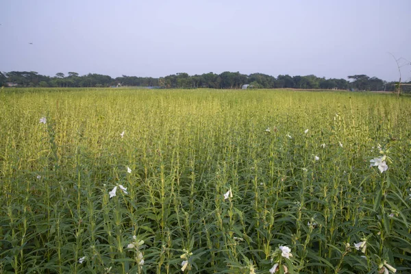 stock image Natural Landscape view of  Sesame  planted in the countryside  field  of Bangladesh