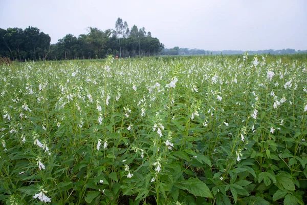 stock image Natural Landscape view of blooming white Sesame flowers planted in the countryside of Bangladesh