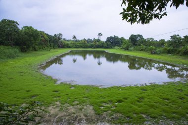 Ormanın ortasında yeşil çimenler ve mavi gökyüzü olan göl.