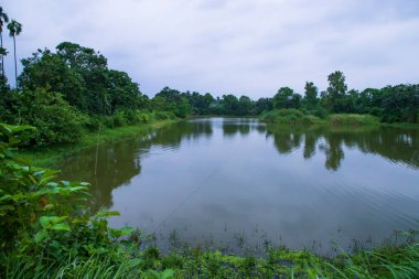 Bangladeş 'in su ve orman kırsalının manzarası