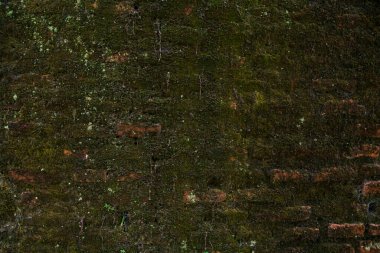 Yeşil yosun ve yosunlu eski tuğla duvar. Soyut arkaplan