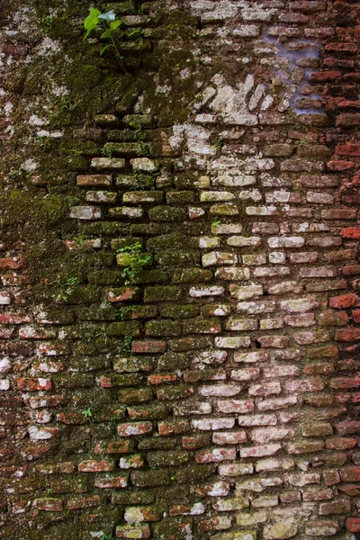 Yeşil Yosun Yosunlu Eski Tuğla Duvar Soyut Arkaplan — Stok fotoğraf