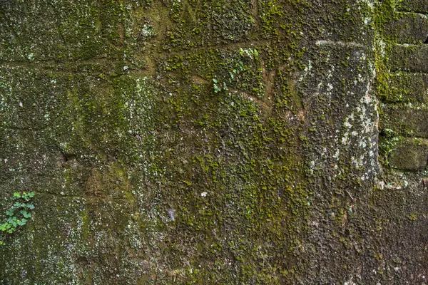 緑の苔と地衣類と古いレンガの壁 要旨の背景 — ストック写真