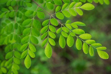 Davul sopası ağacı, bitkisel yeşil Moringa ağaç arkaplanı bırakır