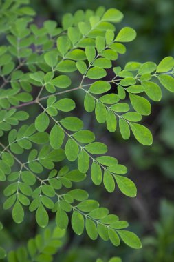 Davul sopası ağacı, bitkisel yeşil Moringa ağaç arkaplanı bırakır