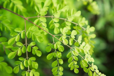 Davul sopası ağacı, bitkisel yeşil Moringa ağaç arkaplanı bırakır