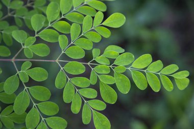 Davul sopası ağacı, bitkisel yeşil Moringa ağaç arkaplanı bırakır