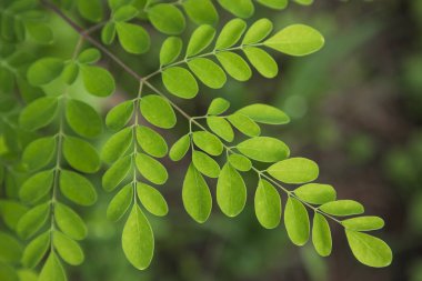 Davul sopası ağacı, bitkisel yeşil Moringa ağaç arkaplanı bırakır