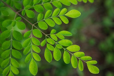 Davul sopası ağacı, bitkisel yeşil Moringa ağaç arkaplanı bırakır