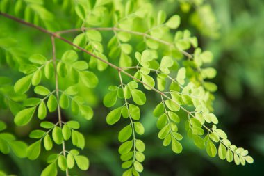 Davul sopası ağacı, bitkisel yeşil Moringa ağaç arkaplanı bırakır