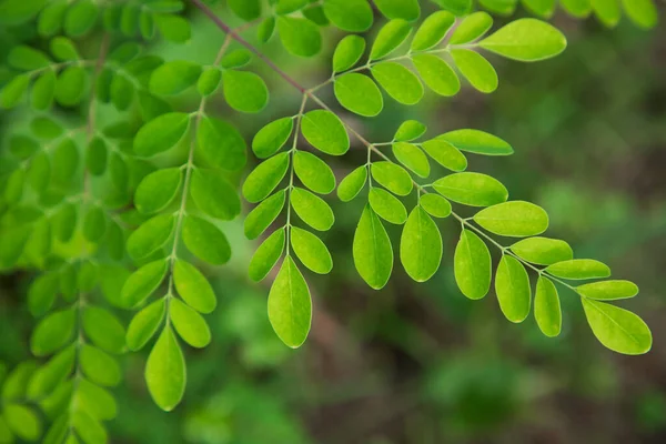 Árvore Tambor Herbal Green Moringa Folhas Árvore Fundo — Fotografia de Stock