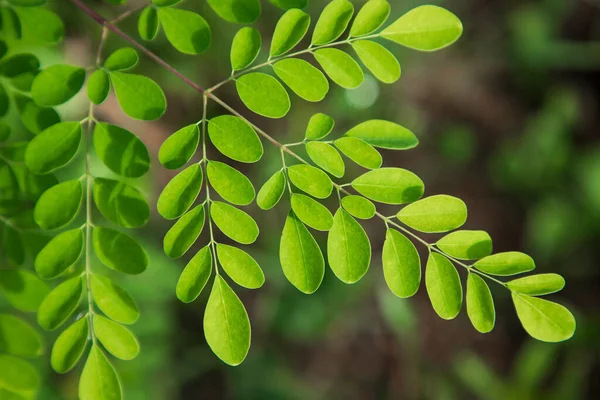 stock image Drumstick tree, Herbal Green Moringa leaves tree background