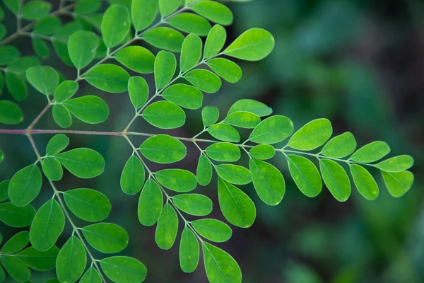 Davul Sopası Ağacı Bitkisel Yeşil Moringa Ağaç Arkaplanı Bırakır — Stok fotoğraf
