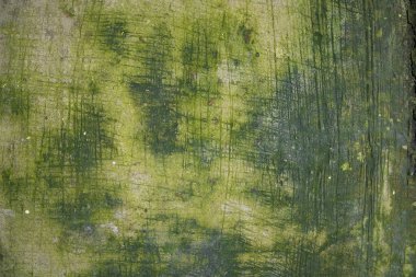 Mantar Yeşil Yosun deseni soyut arkaplan beton zemin