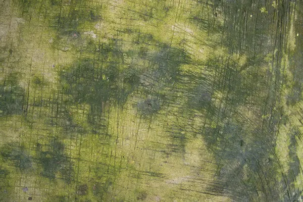Houby Zelená Mech Textura Abstraktní Pozadí Betonové Podlahy — Stock fotografie