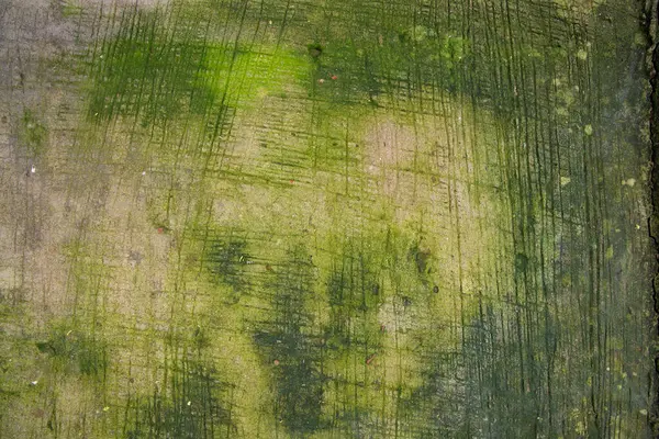 Pilze Grünes Moos Textur Abstrakter Hintergrund Betonboden — Stockfoto