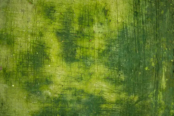 Gombák Zöld Moha Textúra Elvont Háttér Beton Padló — Stock Fotó