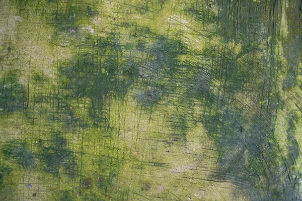 Gombák Zöld Moha Textúra Elvont Háttér Beton Padló — Stock Fotó
