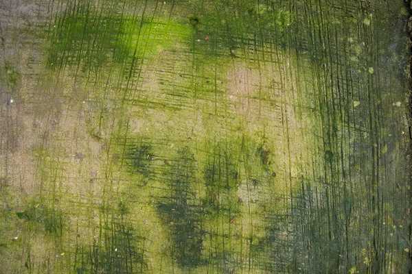 Fungi Green Moss Υφή Αφηρημένη Φόντο Τσιμεντένιο Δάπεδο — Φωτογραφία Αρχείου