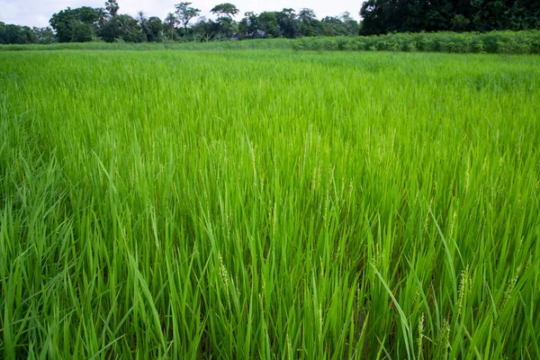 Сільське Господарство Ландшафтний Вид Зернового Рисового Поля Сільській Місцевості Бангладеш — стокове фото