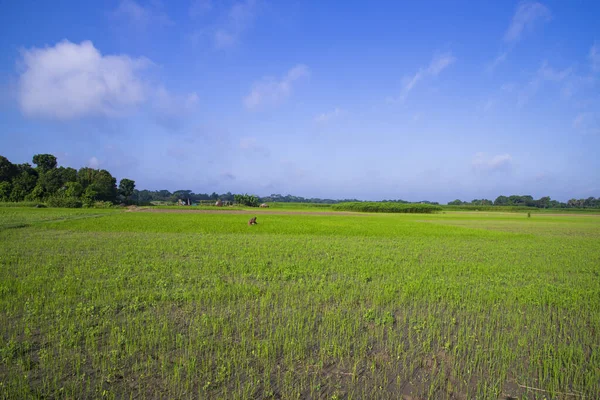 Beyaz Bulutlu Mavi Gökyüzünün Altındaki Pirinç Tarlasının Manzarası — Stok fotoğraf