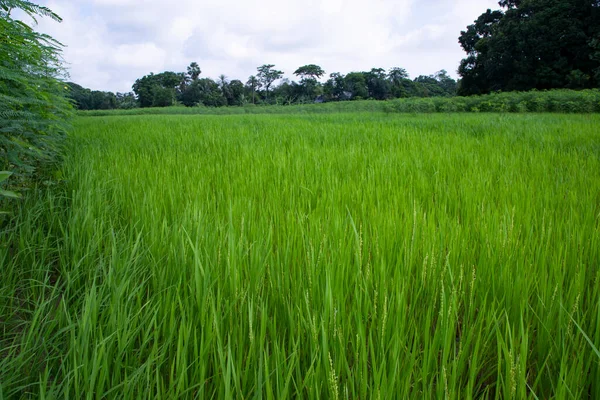 Rolniczy Krajobraz Pola Ryżu Zbożowego Wsi Bangladesz — Zdjęcie stockowe