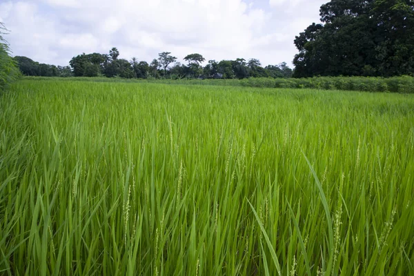 Agricultura Vista Paisagística Campo Arroz Grãos Interior Bangladesh — Fotografia de Stock