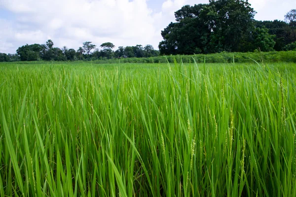 Bangladeş Kırsalındaki Pirinç Tarlalarının Tarım Manzarası — Stok fotoğraf