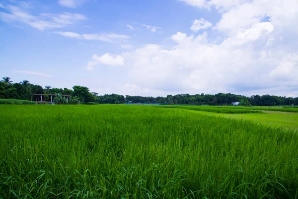 Widok Krajobrazu Pola Rośliny Ryżu Zbożowego Pod Białym Pochmurnym Błękitnym — Zdjęcie stockowe