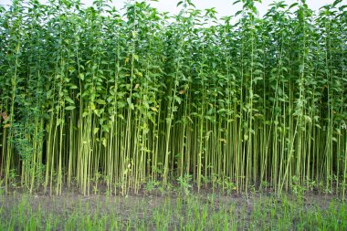 Bangladeş 'in kırsalında bir tarlada yetişen yeşil bitkiler.