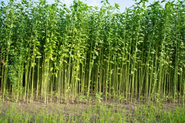 Bangladeş 'in kırsalında bir tarlada yetişen yeşil bitkiler.