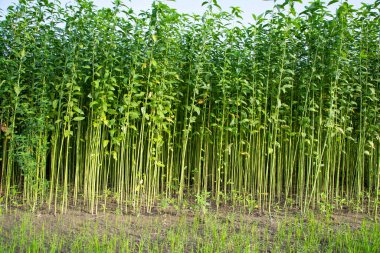 Bangladeş 'in kırsalında bir tarlada yetişen yeşil bitkiler.