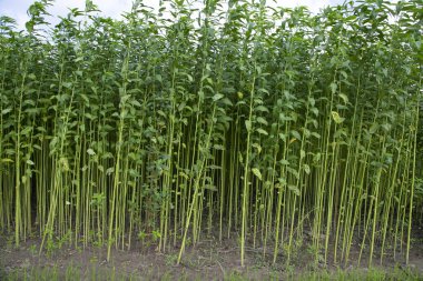 Bangladeş 'in kırsalında bir tarlada yetişen yeşil bitkiler.