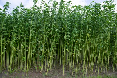 Bangladeş 'in kırsalında bir tarlada yetişen yeşil bitkiler.