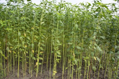 Bangladeş 'in kırsalında bir tarlada yetişen yeşil bitkiler.