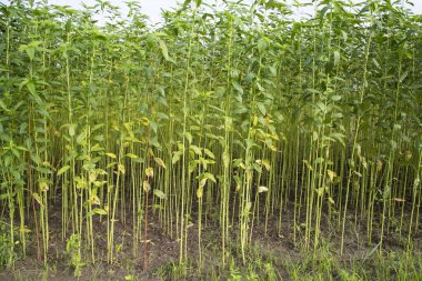 Bangladeş 'in kırsalında bir tarlada yetişen yeşil bitkiler.