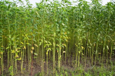 Bangladeş 'in kırsalında bir tarlada yetişen yeşil bitkiler.