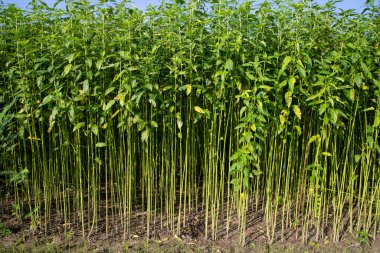 Yeşil Raw Jute Bitki deseni dokusu arka plan duvar kağıdı olarak kullanılabilir