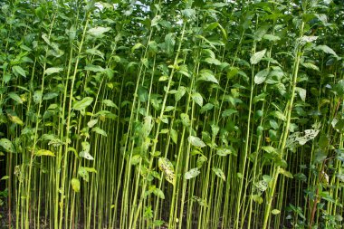 Yeşil Raw Jute Bitki deseni dokusu arka plan duvar kağıdı olarak kullanılabilir