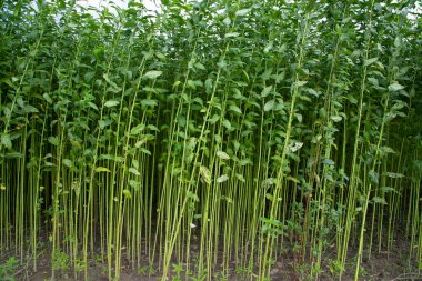 Yeşil Raw Jute Bitki deseni dokusu arka plan duvar kağıdı olarak kullanılabilir