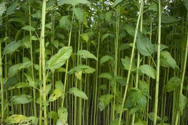 Yeşil Raw Jute Bitki deseni dokusu arka plan duvar kağıdı olarak kullanılabilir