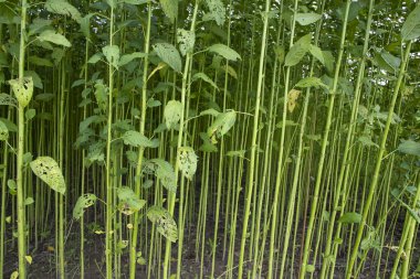 Yeşil Raw Jute Bitki deseni dokusu arka plan duvar kağıdı olarak kullanılabilir