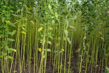 Yeşil Raw Jute Bitki deseni dokusu arka plan duvar kağıdı olarak kullanılabilir