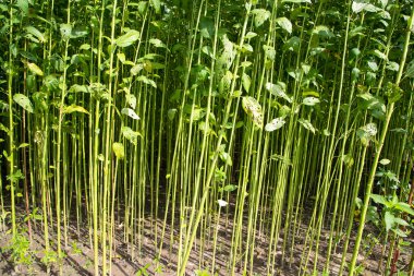 Yeşil Raw Jute Bitki deseni dokusu arka plan duvar kağıdı olarak kullanılabilir