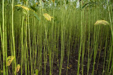 Yeşil Raw Jute Bitki deseni dokusu arka plan duvar kağıdı olarak kullanılabilir